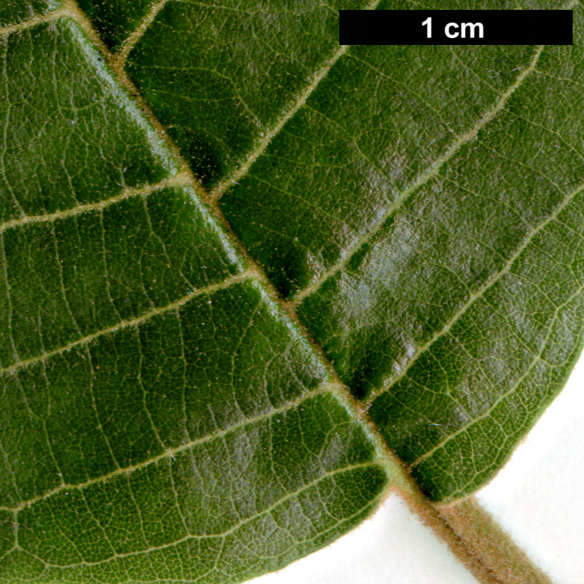 High resolution image: Family: Betulaceae - Genus: Alnus - Taxon: lanata